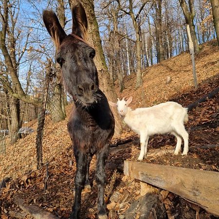 Iduevagamondi - Ospitalita Rurale Famigliare Di Montagna Chiusa di Pesio Exterior foto