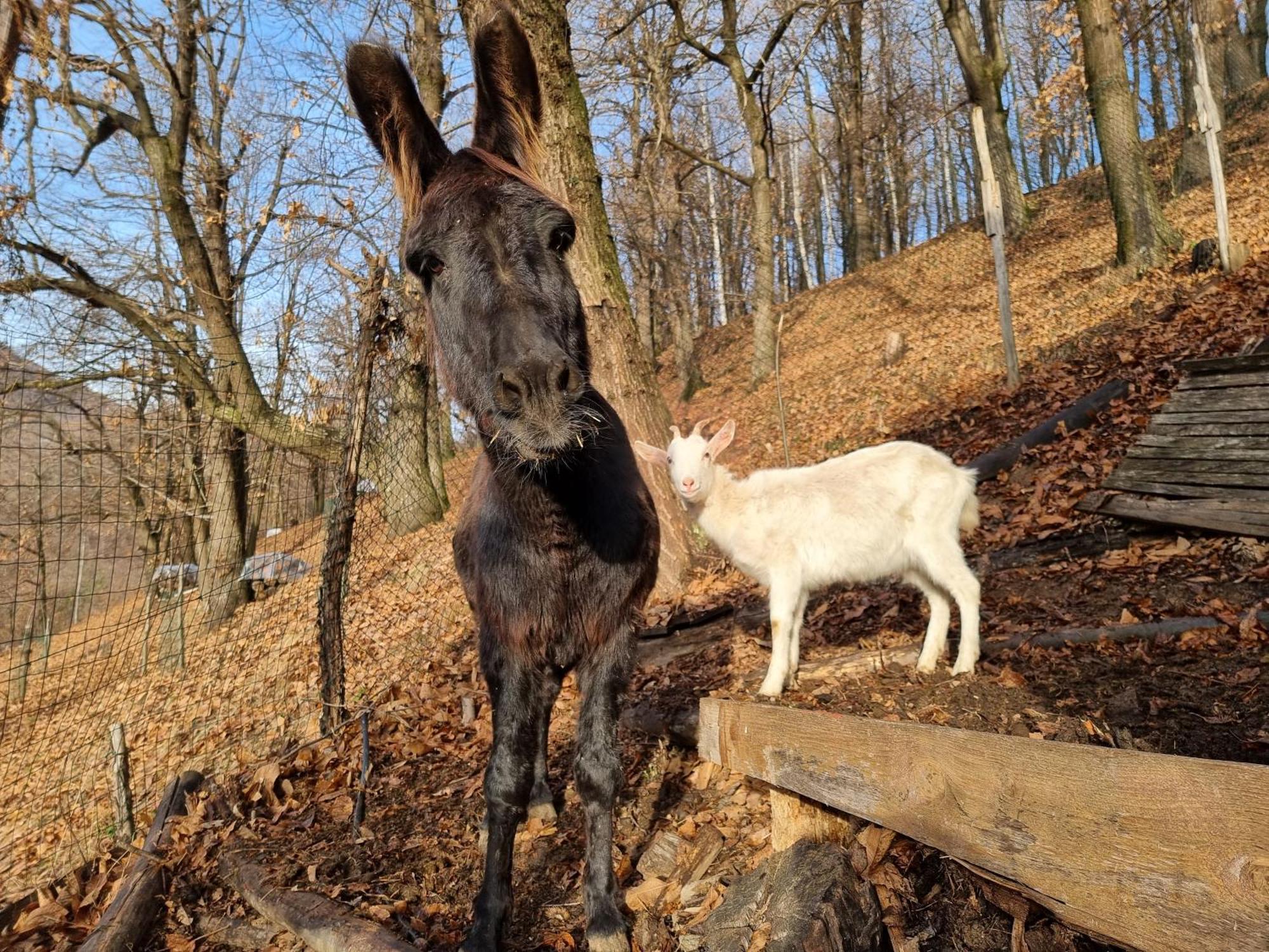 Iduevagamondi - Ospitalita Rurale Famigliare Di Montagna Chiusa di Pesio Exterior foto